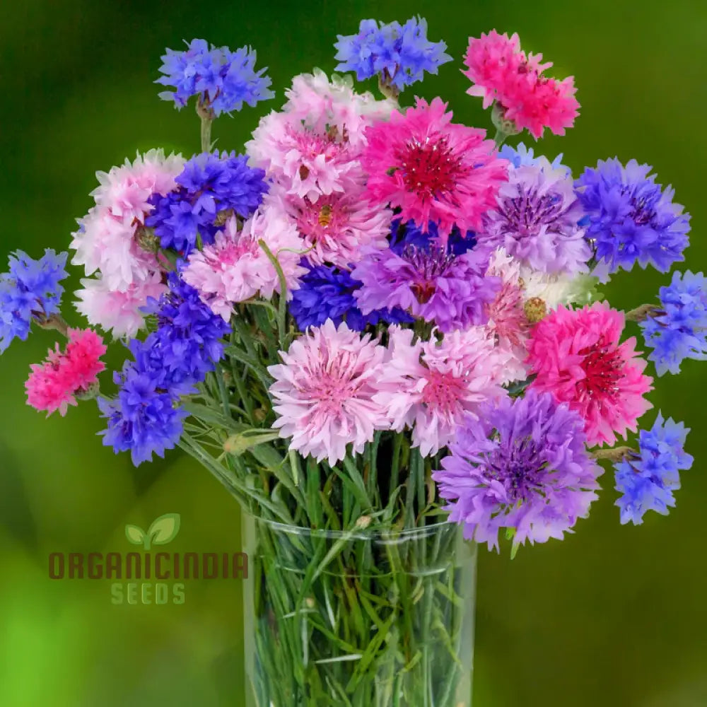 Cornflower Double Mixed Flower Seeds Enhance Your Garden With Vibrant Blooms Using Expert Planting