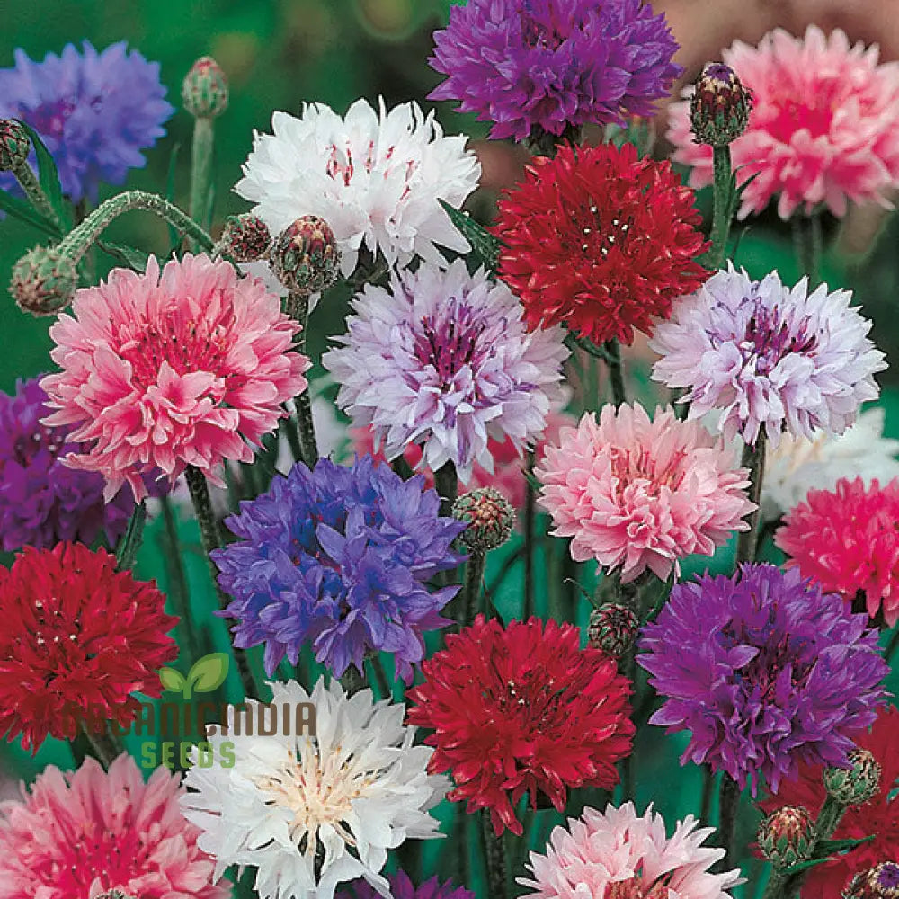 Cornflower Double Mixed Flower Seeds Enhance Your Garden With Vibrant Blooms Using Expert Planting