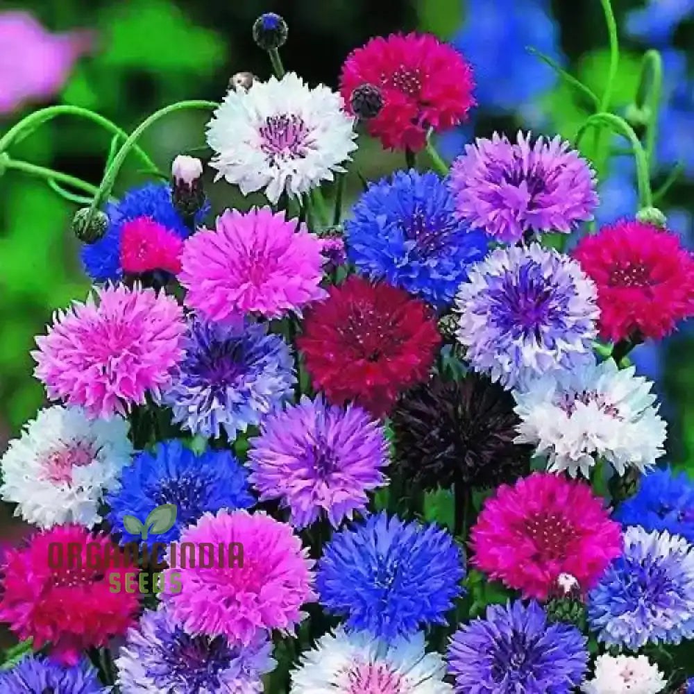 Cornflower Double Mixed Flower Seeds Enhance Your Garden With Vibrant Blooms Using Expert Planting