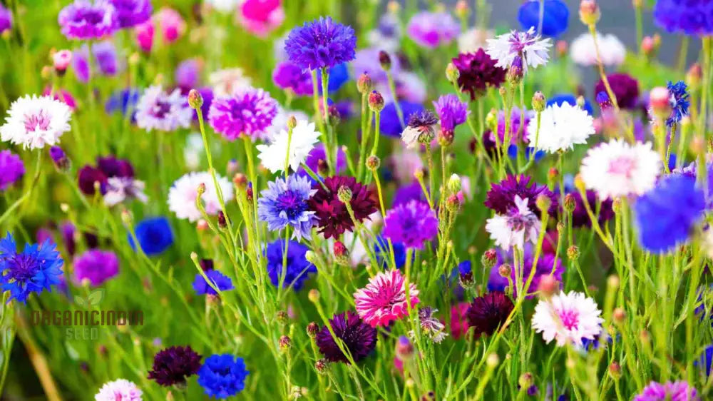 Cornflower Double Mixed Flower Seeds Enhance Your Garden With Vibrant Blooms Using Expert Planting