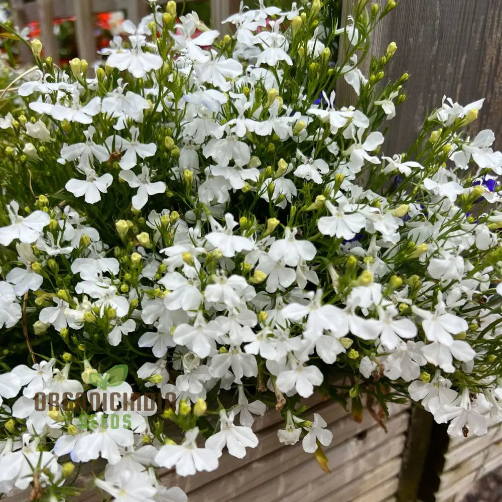 Cornflower ’Lobelia White Lady’ Seeds For Exceptional Gardening – Cultivated With Care A