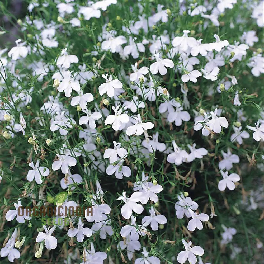 Cornflower ’Lobelia White Lady’ Seeds For Exceptional Gardening – Cultivated With Care A