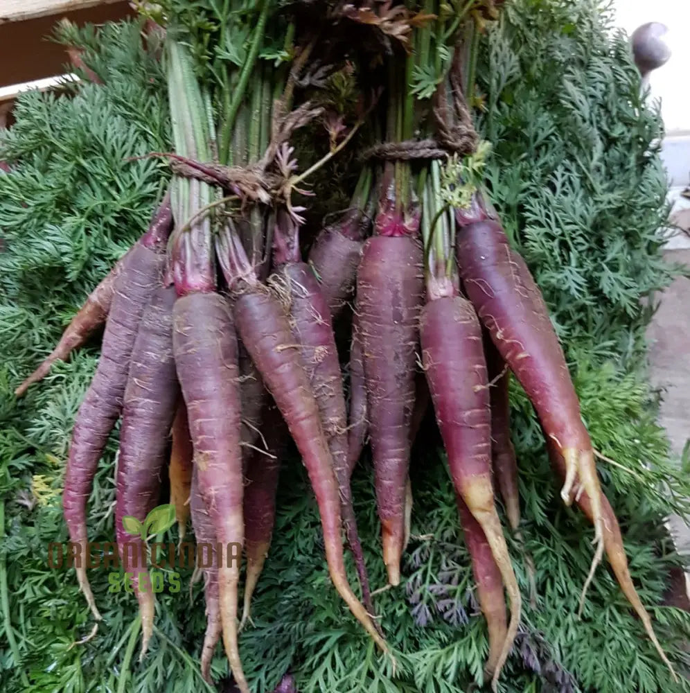 Cosmic Purple Carrot Seeds For Planting: Unveiling Celestial Gardening Delights With Rare Heirloom