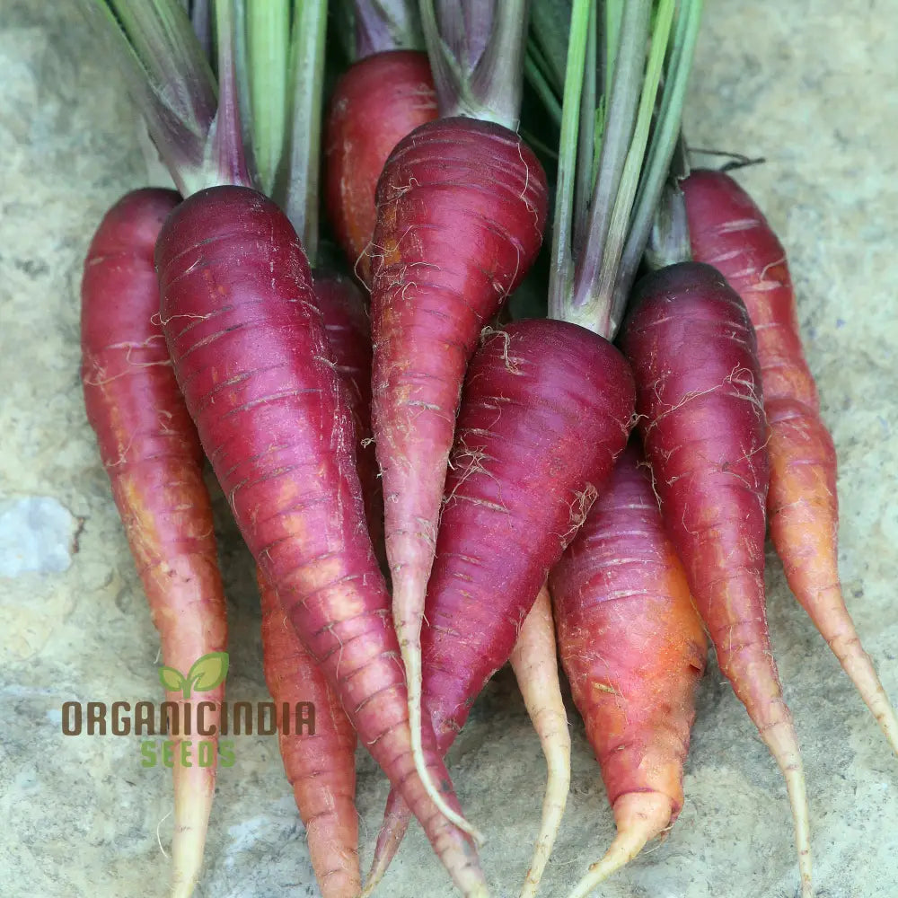 Cosmic Purple Carrot Seeds For Planting: Unveiling Celestial Gardening Delights With Rare Heirloom