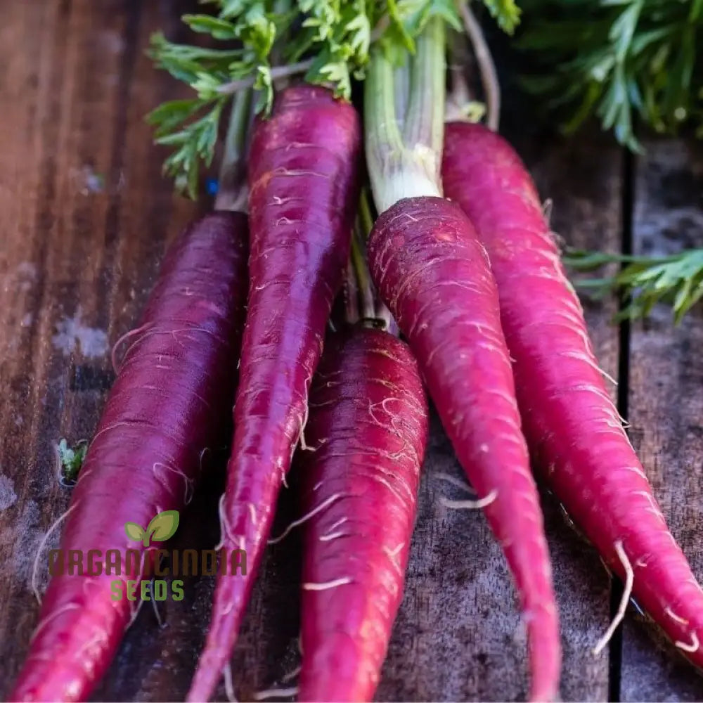 Cosmic Purple Carrot Seeds For Planting: Unveiling Celestial Gardening Delights With Rare Heirloom