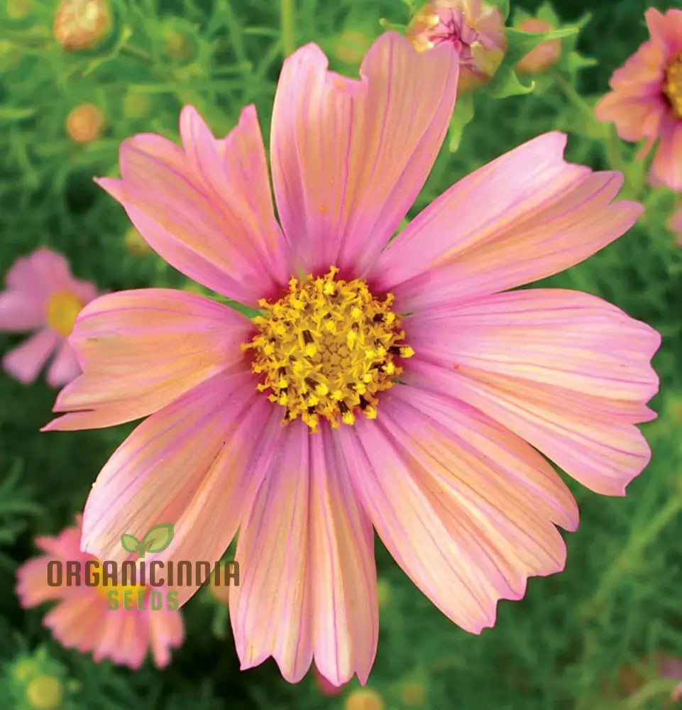 Cosmos Apricotta - The Ultimate Flower For A Stunning Outdoor Oasis | Long-Lasting Blooms Easy Care