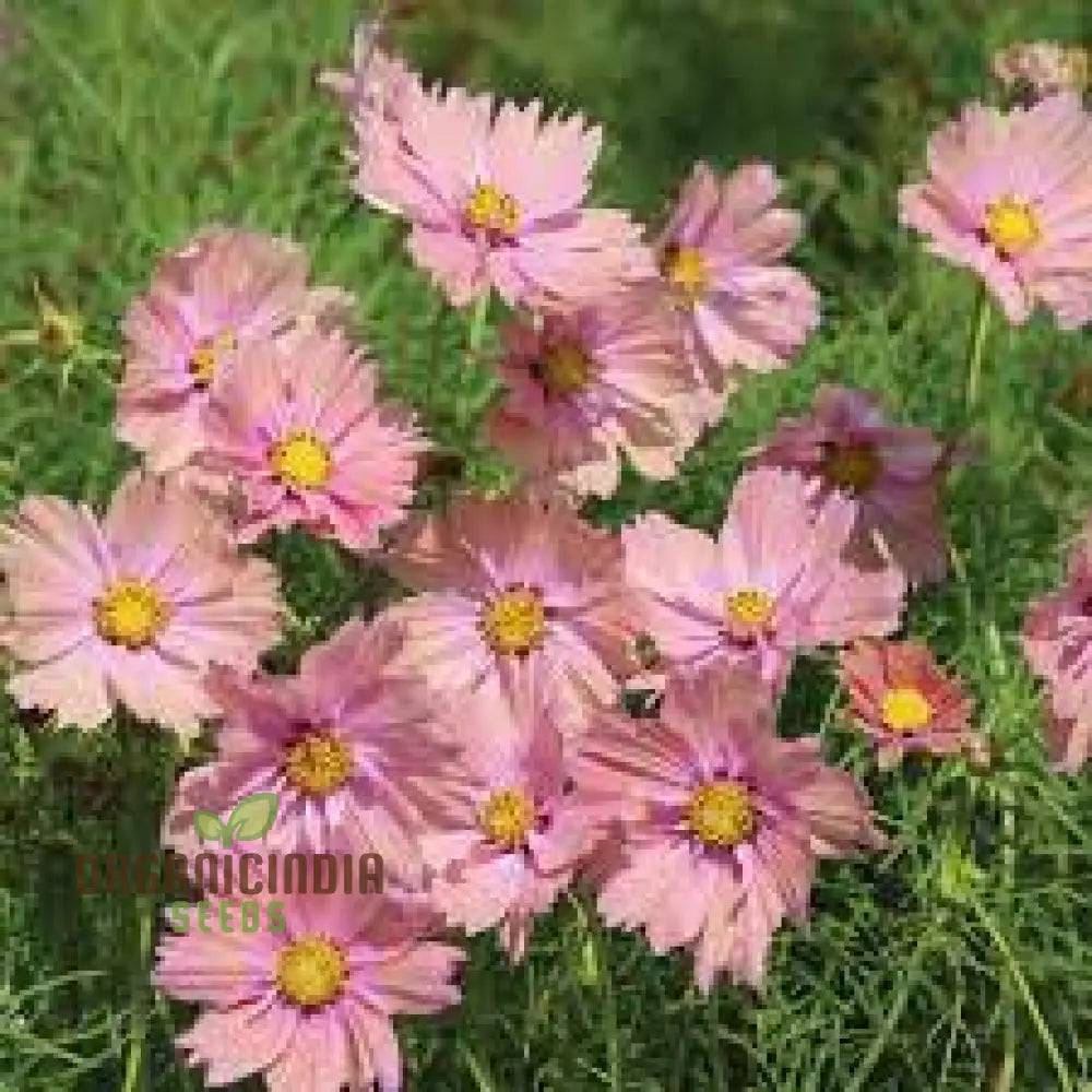 Cosmos Apricotta - The Ultimate Flower For A Stunning Outdoor Oasis | Long-Lasting Blooms Easy Care