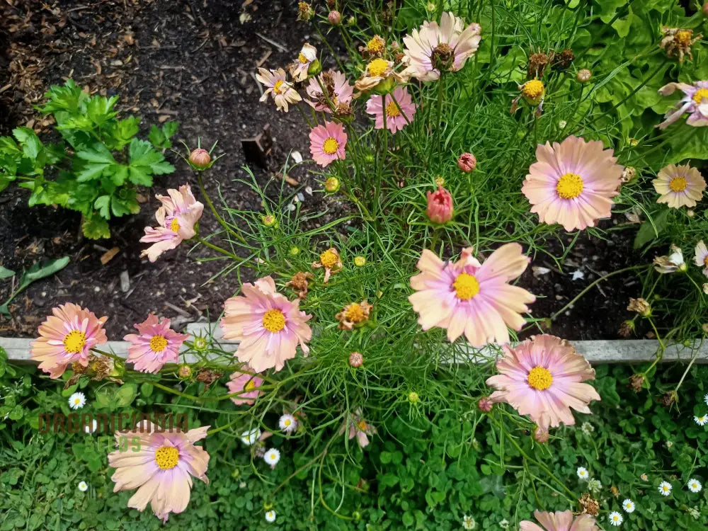 Cosmos Apricotta - The Ultimate Flower For A Stunning Outdoor Oasis | Long-Lasting Blooms Easy Care