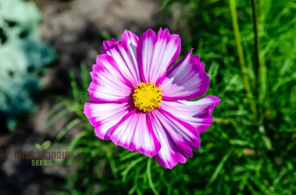 Cosmos Bipinnatus Dwarf Purple Picotee Flower Seeds For Planting: The Perfect Addition To Your