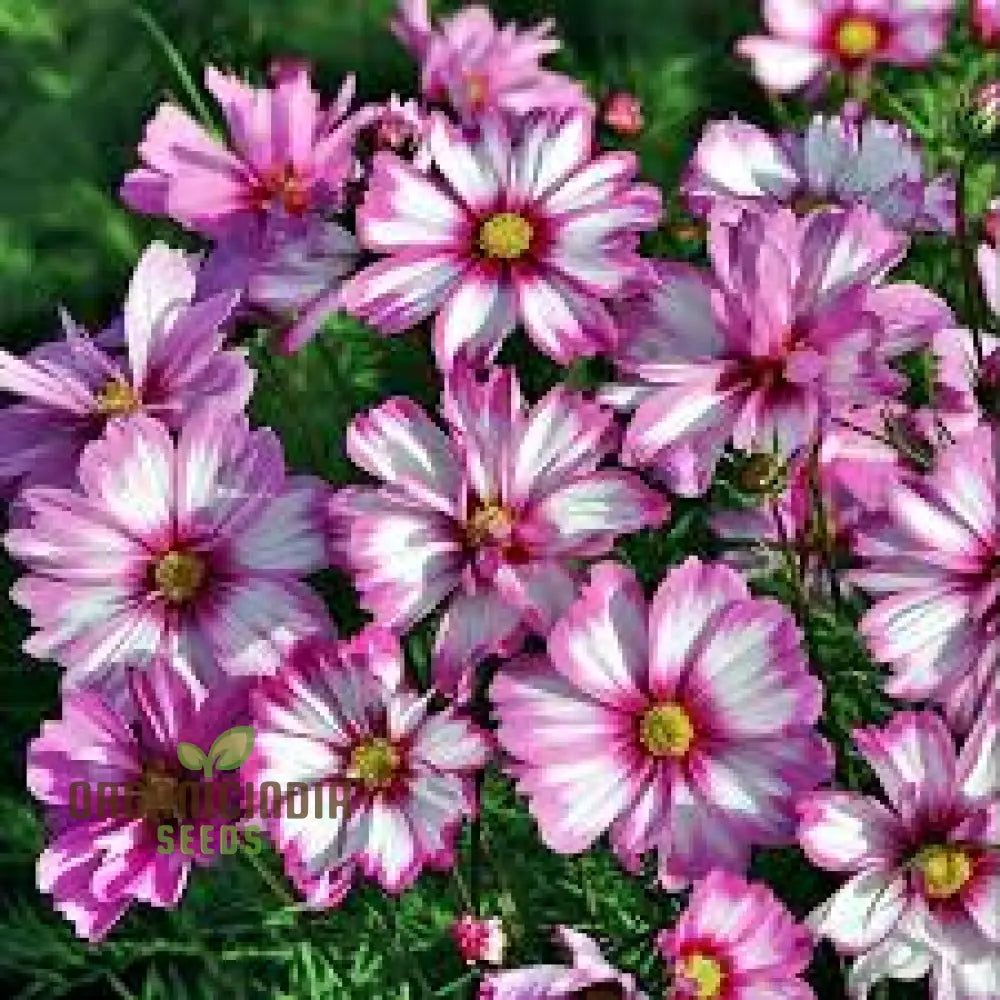 Cosmos Bipinnatus Dwarf Purple Picotee Flower Seeds For Planting: The Perfect Addition To Your