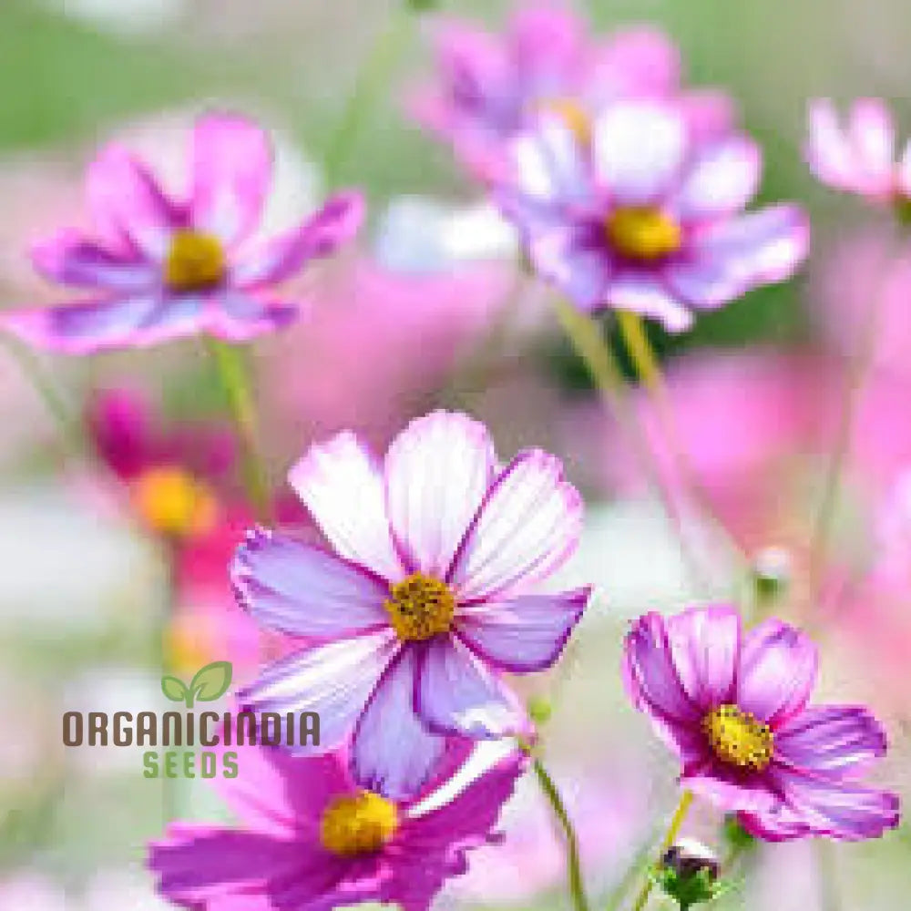 Cosmos Bipinnatus Dwarf Purple Picotee Flower Seeds For Planting: The Perfect Addition To Your