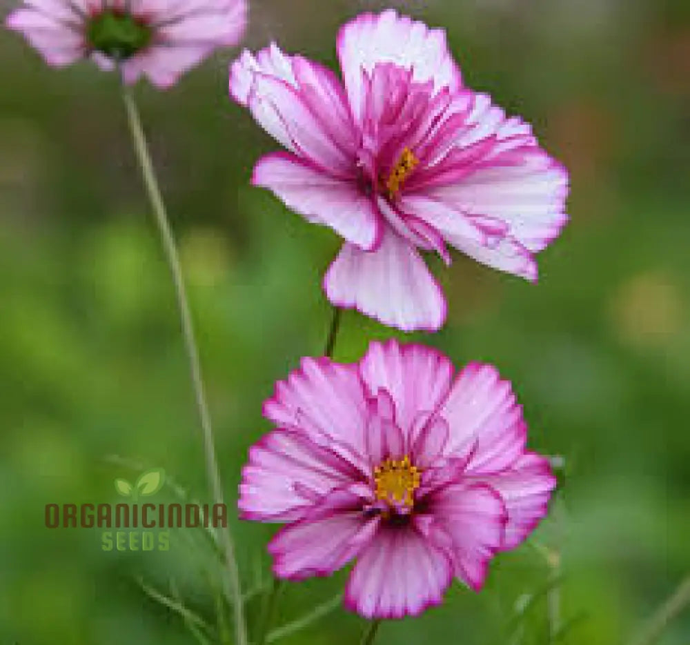 Cosmos Bipinnatus Fizzy Mixed Flower Seeds For Planting: Vibrant Blooms For Endless Summer Joy!