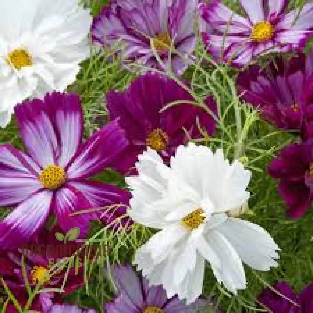 Cosmos Bipinnatus Fizzy Mixed Flower Seeds For Planting: Vibrant Blooms For Endless Summer Joy!