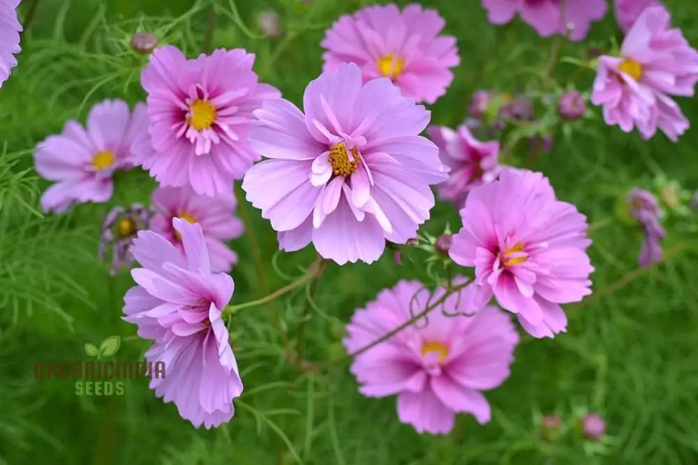 Cosmos Bipinnatus Fizzy Mixed Flower Seeds For Planting: Vibrant Blooms For Endless Summer Joy!