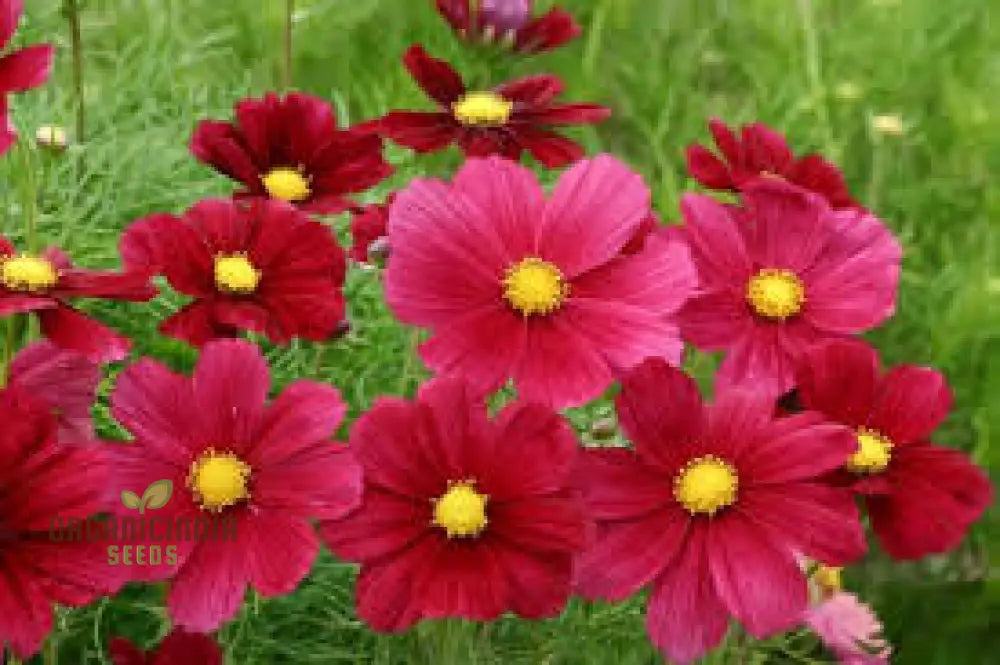 Cosmos Bipinnatus Rubinato Flower Seeds For Planting: Vibrant Garden Delight For Your Blooming