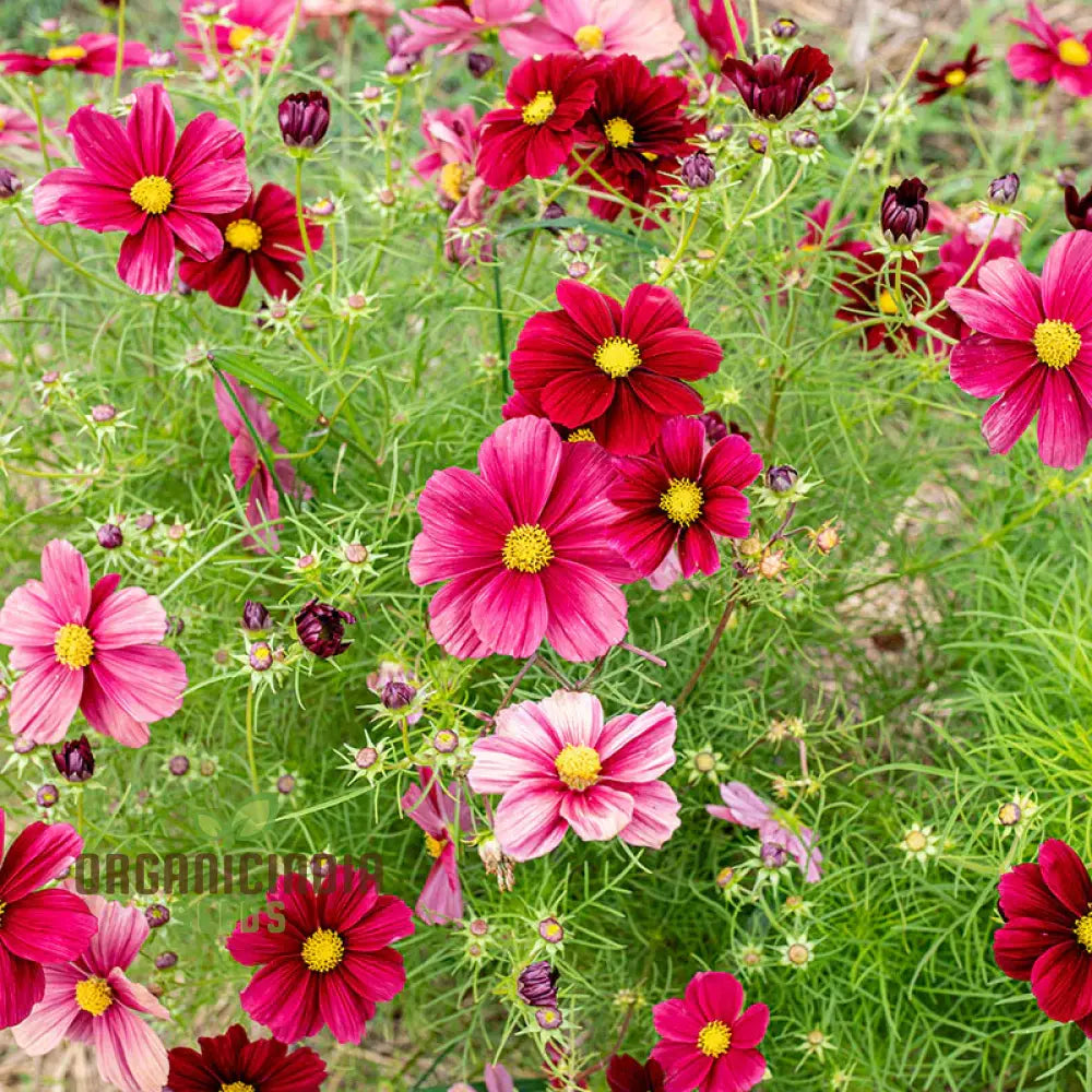 Cosmos Bipinnatus Rubinato Flower Seeds For Planting: Vibrant Garden Delight For Your Blooming