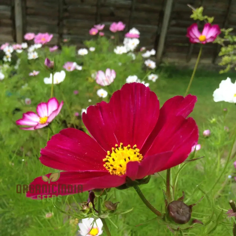 Cosmos Bipinnatus Rubinato Flower Seeds For Planting: Vibrant Garden Delight For Your Blooming