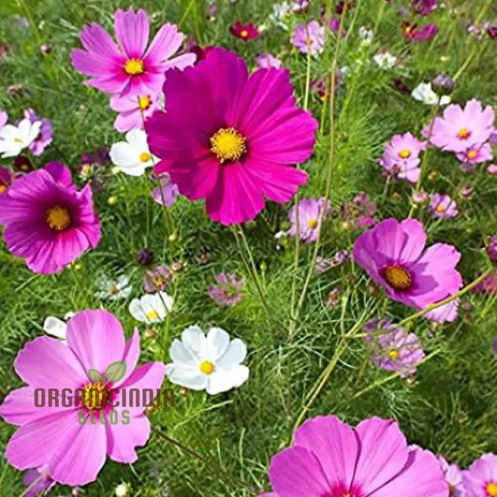 Cosmos Breeders Choice Mixed Flower Seeds For Planting: Premium Garden Delight For Vibrant Blooms