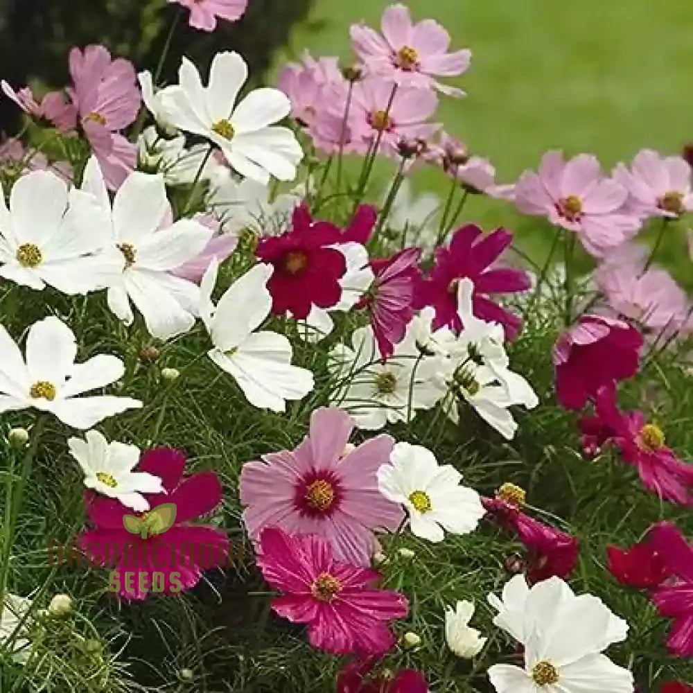 Cosmos Breeders Choice Mixed Flower Seeds For Planting: Premium Garden Delight For Vibrant Blooms