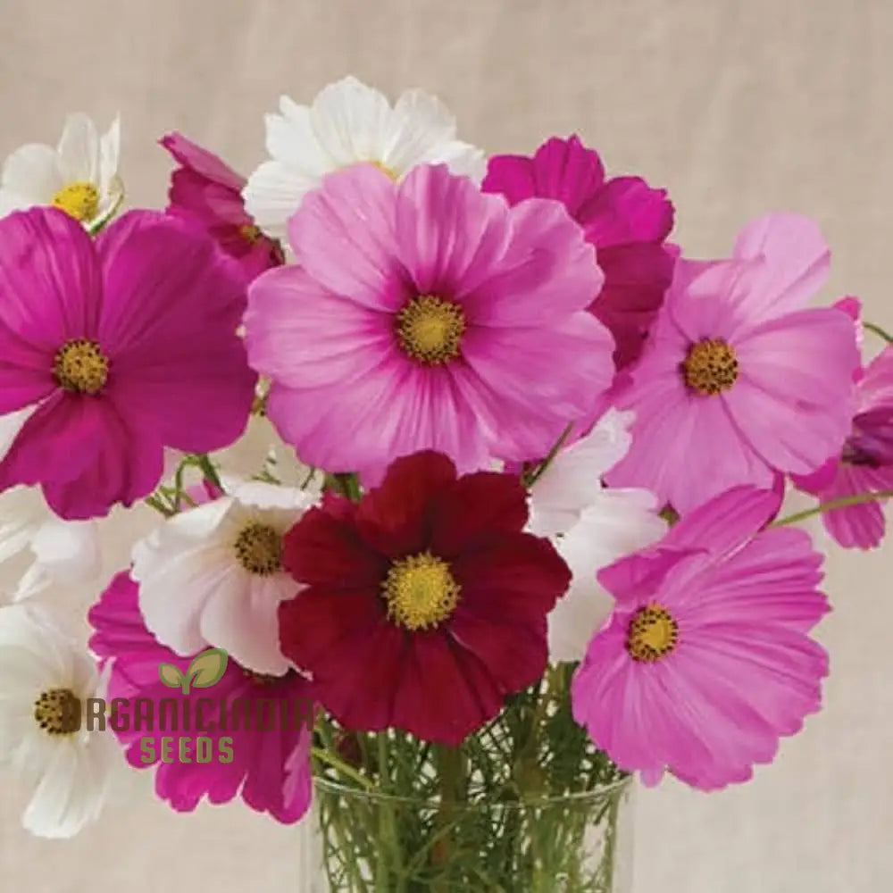 Cosmos Breeders Choice Mixed Flower Seeds For Planting: Premium Garden Delight For Vibrant Blooms