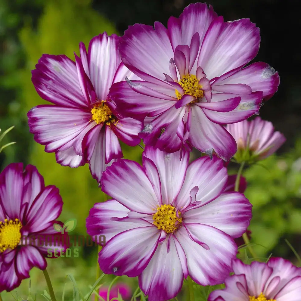 Cosmos Fizzy Rose Picotee Flower Seeds For Planting Grow Stunning Multi-Colored Flowers Gardeners