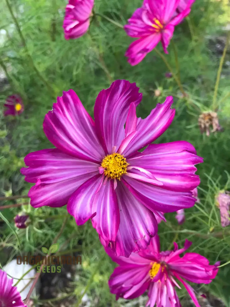 Cosmos Fizzy Rose Picotee Flower Seeds For Planting Grow Stunning Multi-Colored Flowers Gardeners