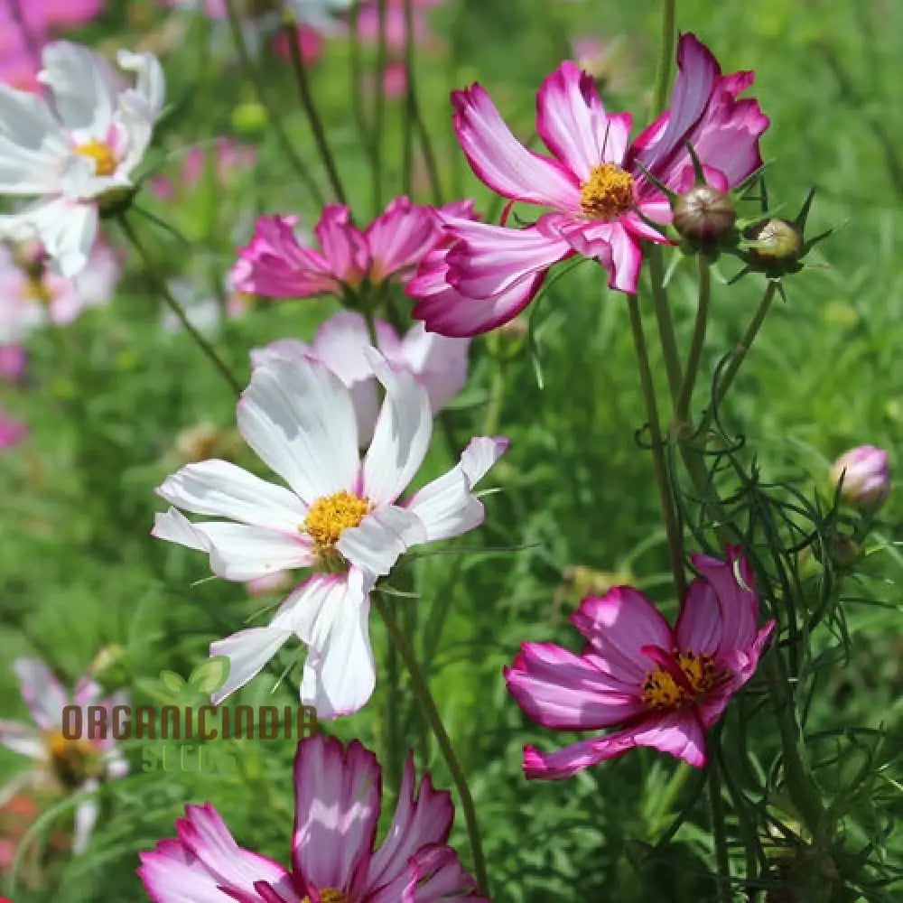 Cosmos Fizzy Rose Picotee Flower Seeds For Planting Grow Stunning Multi-Colored Flowers Gardeners