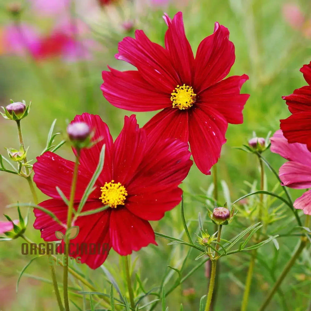 Cosmos Pink Sensation Dazzler Seeds: Add Floral Splendor To Your Garden With Premium Quality Seeds