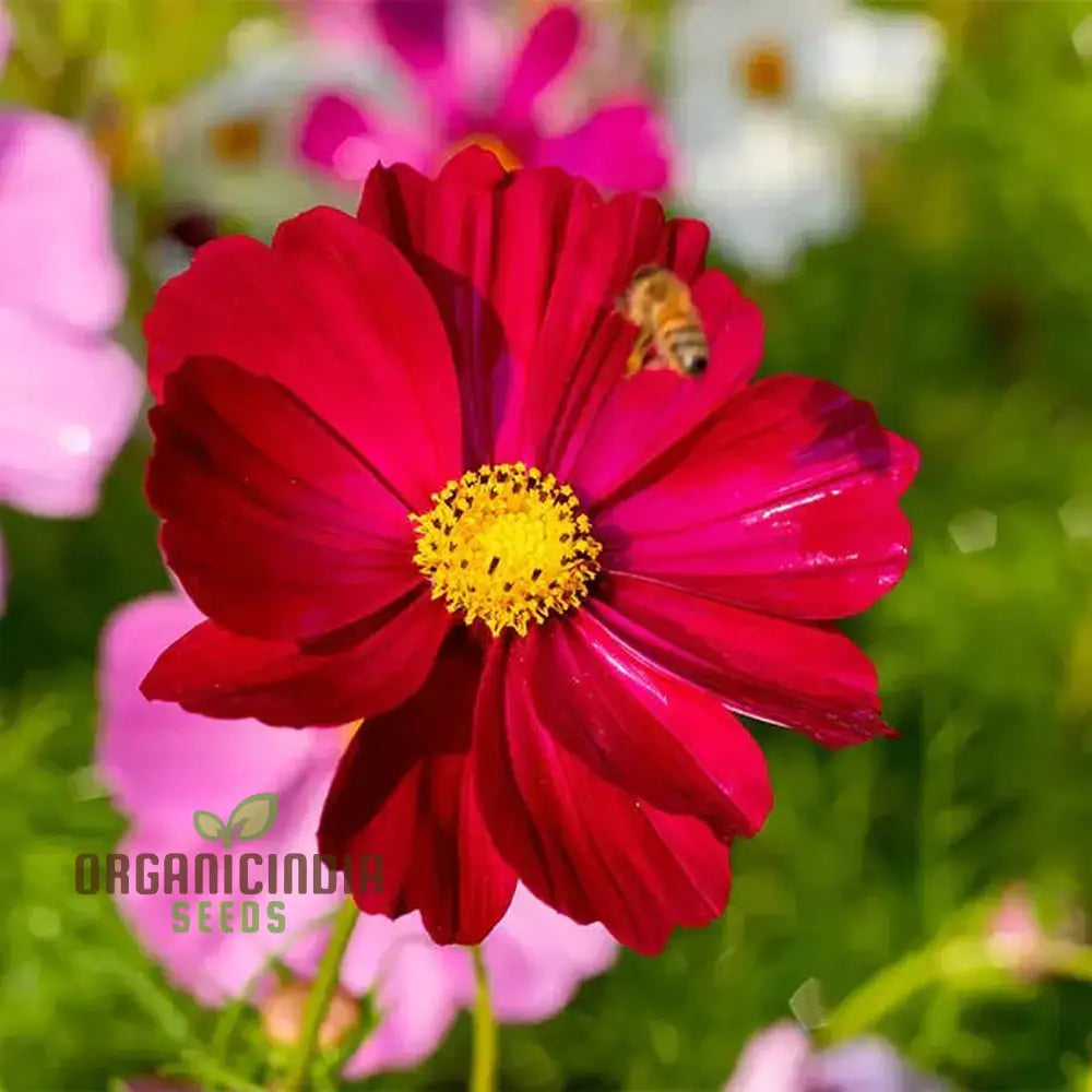 Cosmos Pink Sensation Dazzler Seeds: Add Floral Splendor To Your Garden With Premium Quality Seeds