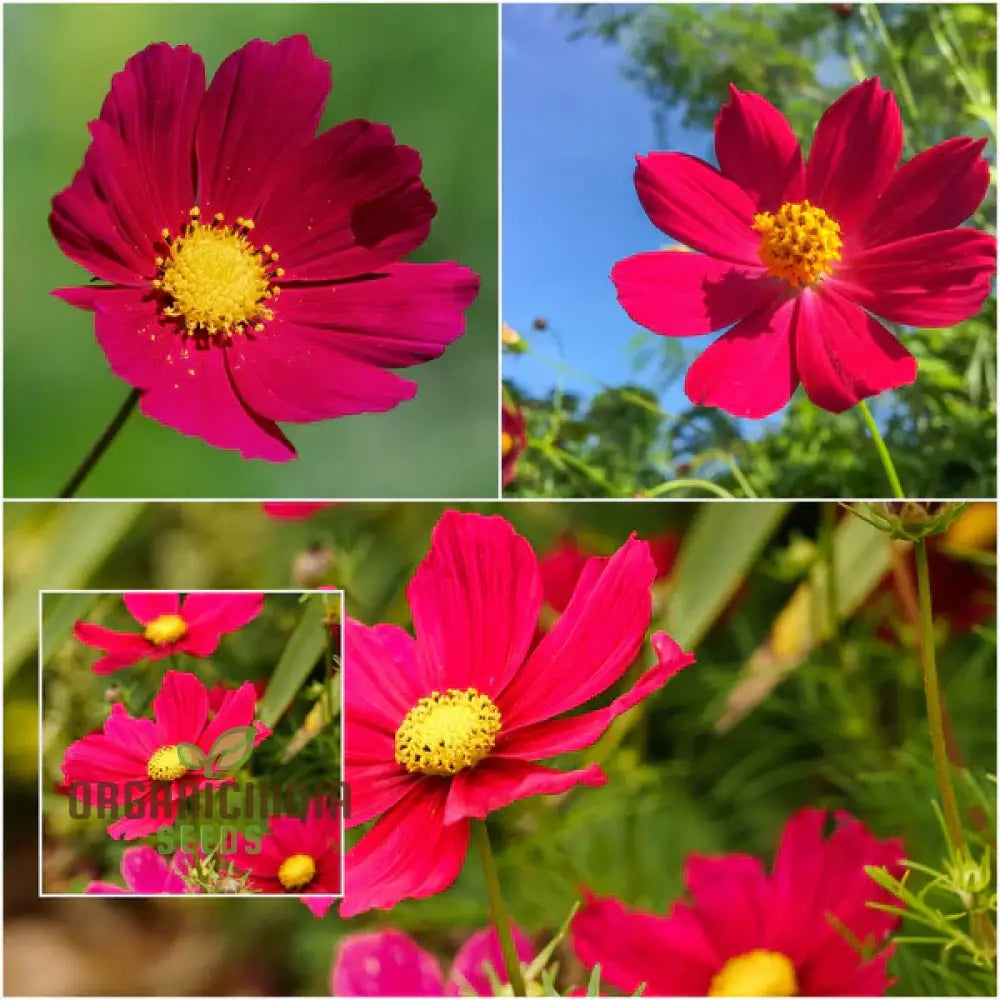 Cosmos Pink Sensation Dazzler Seeds: Add Floral Splendor To Your Garden With Premium Quality Seeds