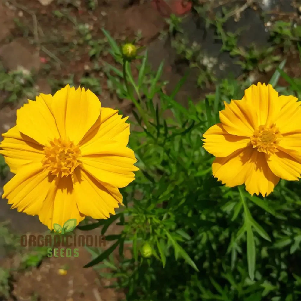 Cosmos Yellow Flower Seeds For Vibrant Planting And Gardening Excellence