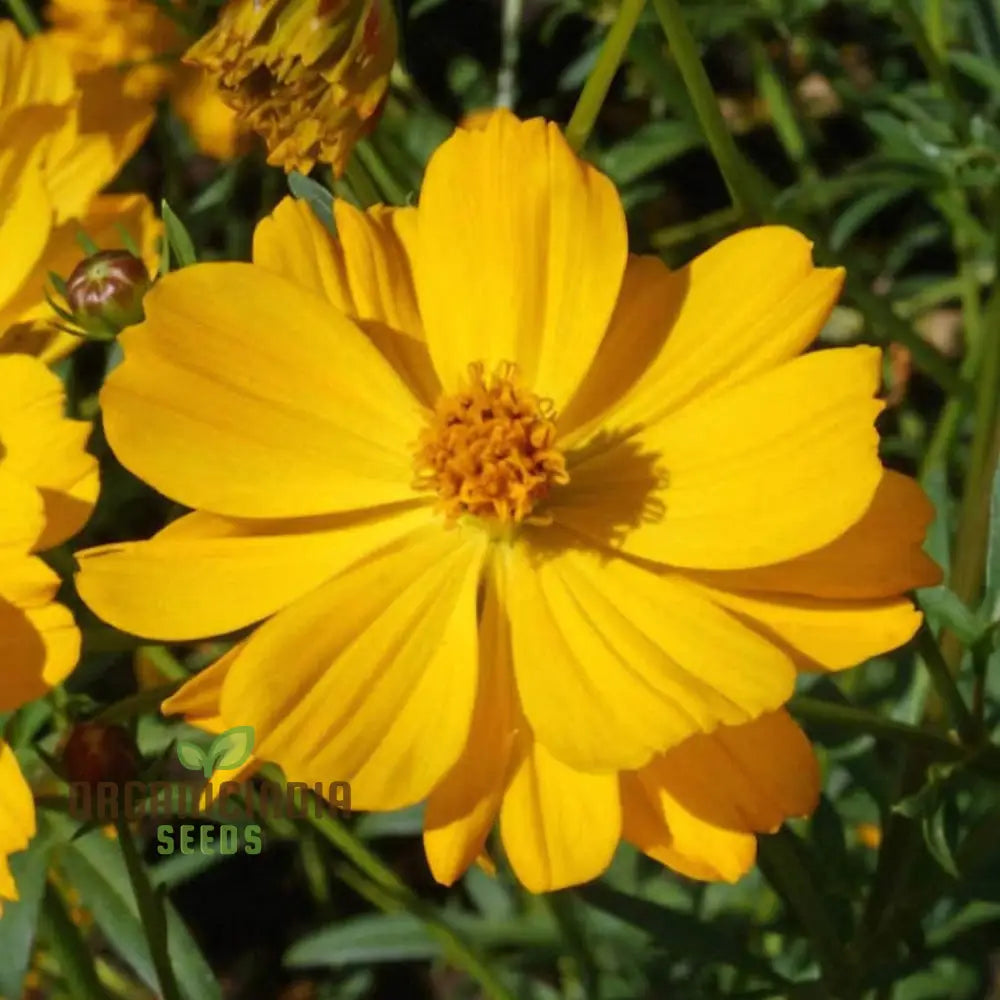 Cosmos Yellow Flower Seeds For Vibrant Planting And Gardening Excellence