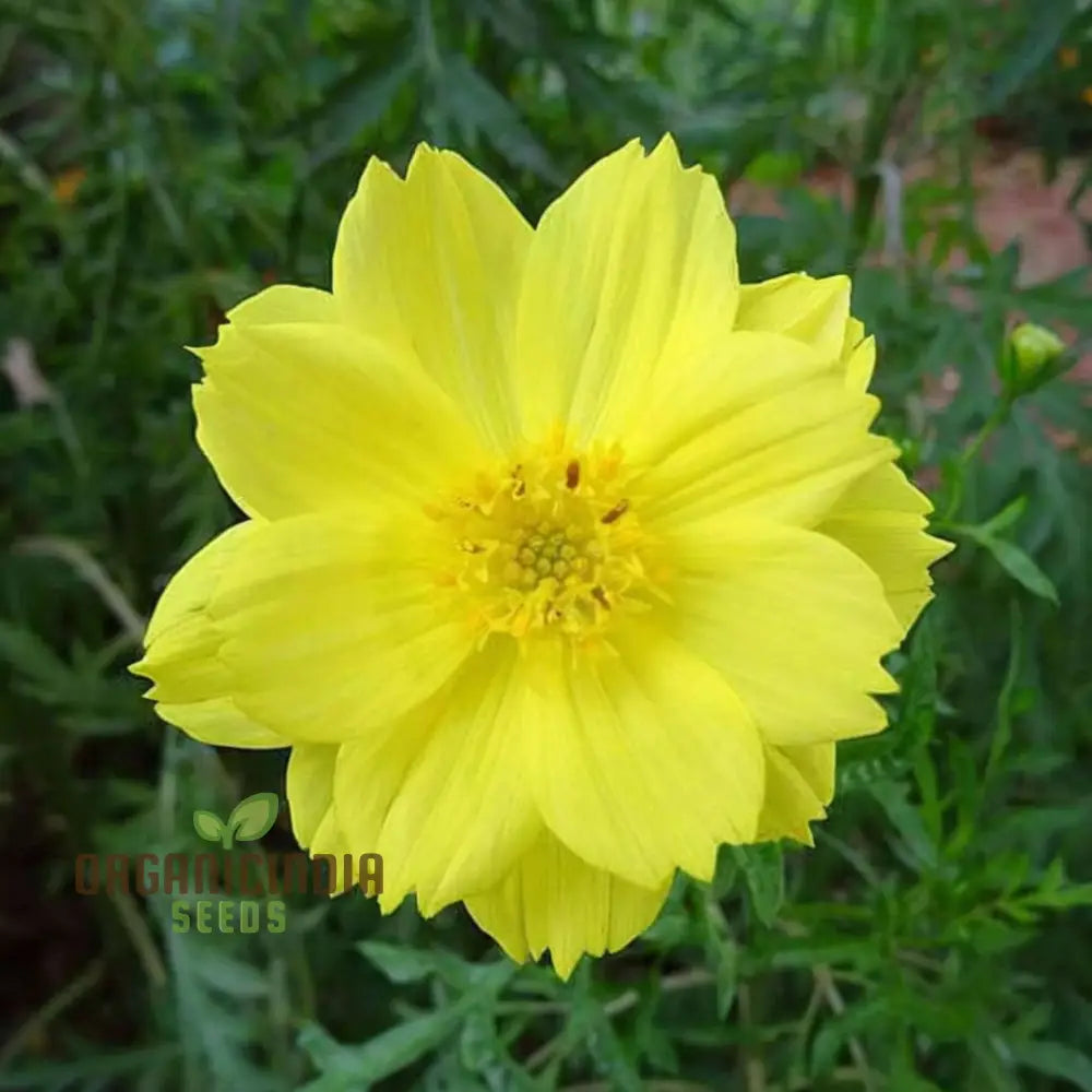 Cosmos Yellow Flower Seeds For Vibrant Planting And Gardening Excellence