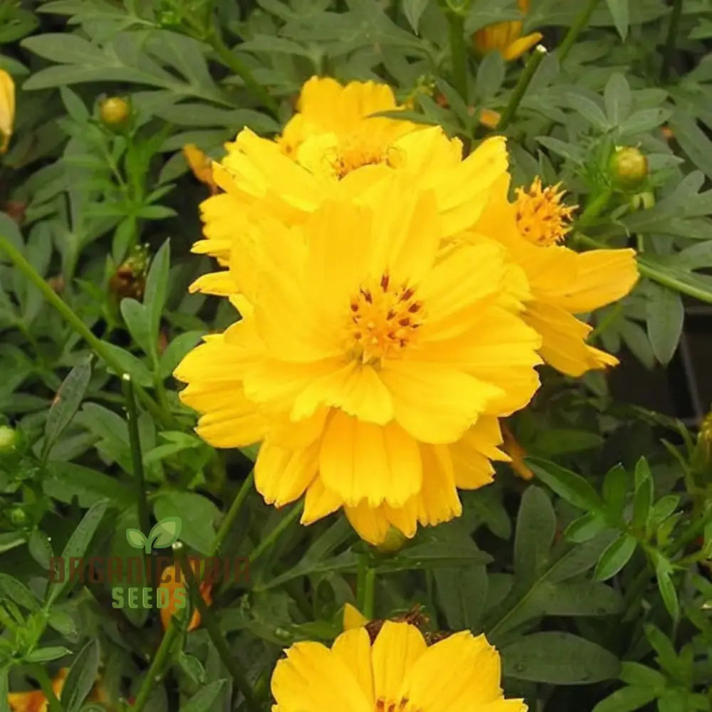 Cosmos Yellow Flower Seeds For Vibrant Planting And Gardening Excellence