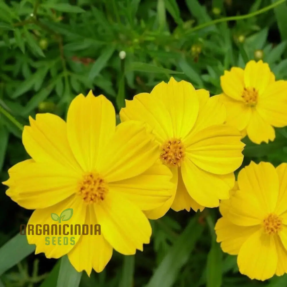 Cosmos Yellow Flower Seeds For Vibrant Planting And Gardening Excellence