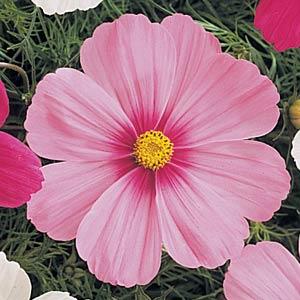 White & Pink Cosmos Flower Seeds, Beautiful Bicolor Garden Blooms