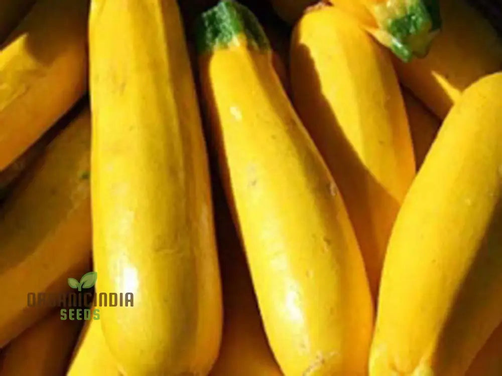 Courgette Atena Polka F1 Seeds For Planting | Premium Gardening For Your Garden