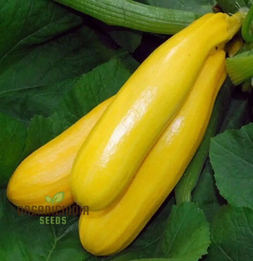 Courgette Atena Polka F1 Seeds For Planting | Premium Gardening For Your Garden