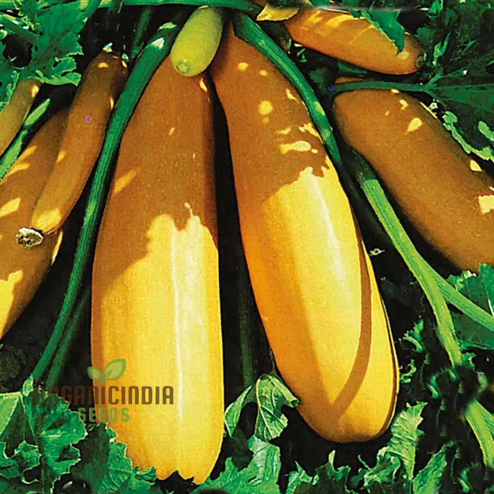 Courgette Atena Polka F1 Seeds For Planting | Premium Gardening For Your Garden