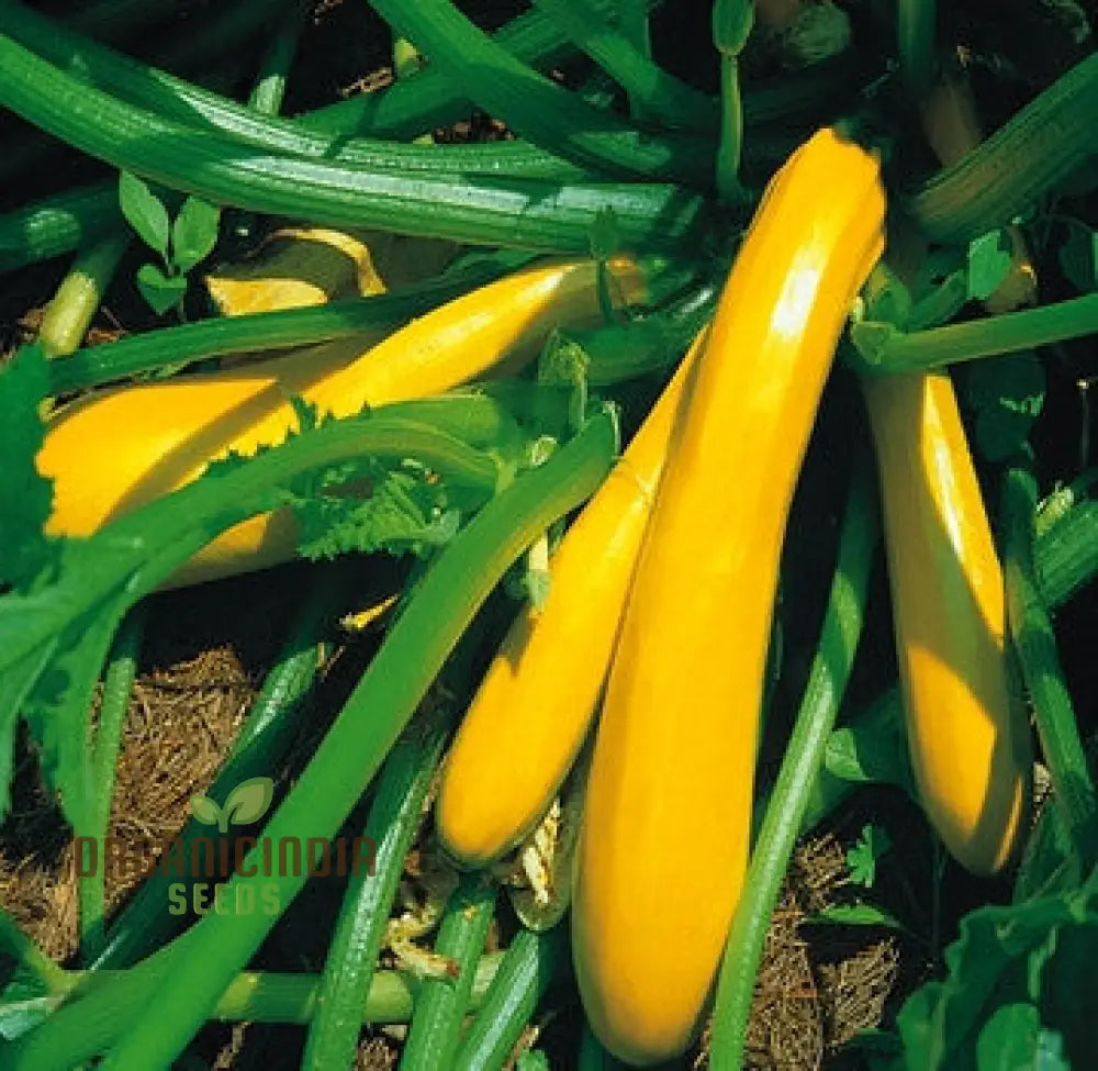 Courgette Atena Polka F1 Seeds For Planting | Premium Gardening For Your Garden