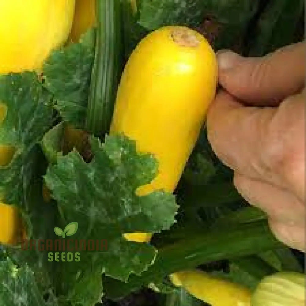 Courgette Atena Polka F1 Seeds For Planting | Premium Gardening For Your Garden