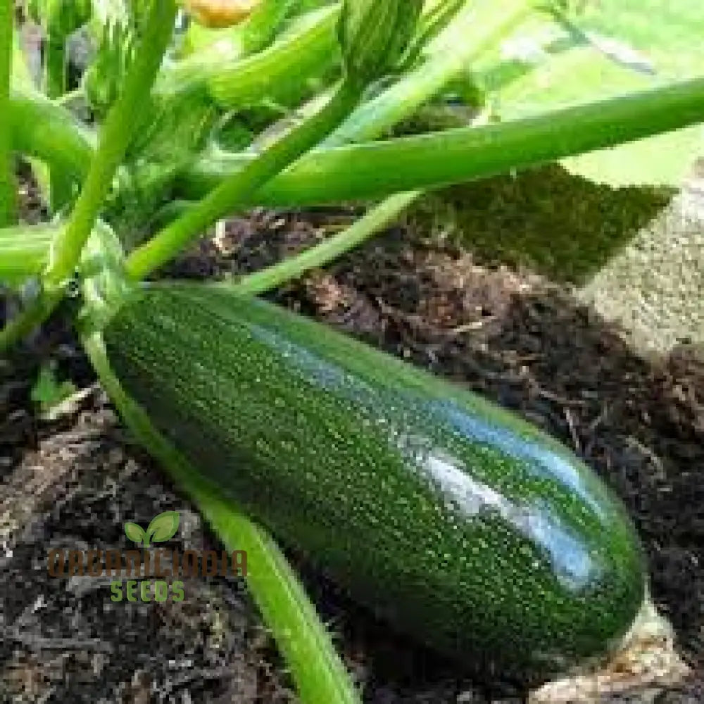 Courgette Black Forest F1 Seeds For Gardening - Premium Quality Thriving Gardens