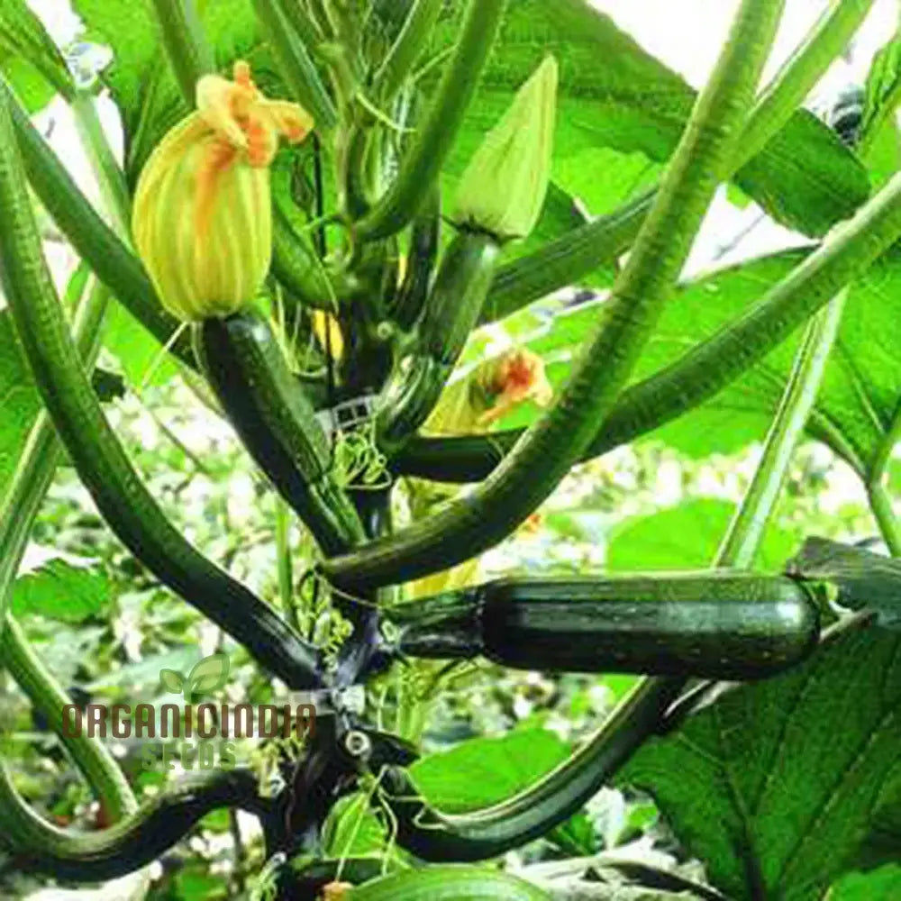 Courgette Black Forest F1 Seeds For Gardening - Premium Quality Thriving Gardens