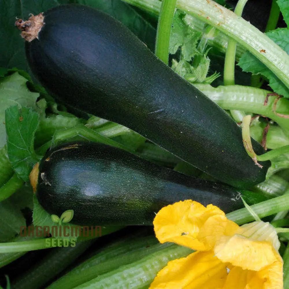 Courgette Black Forest F1 Seeds For Gardening - Premium Quality Thriving Gardens