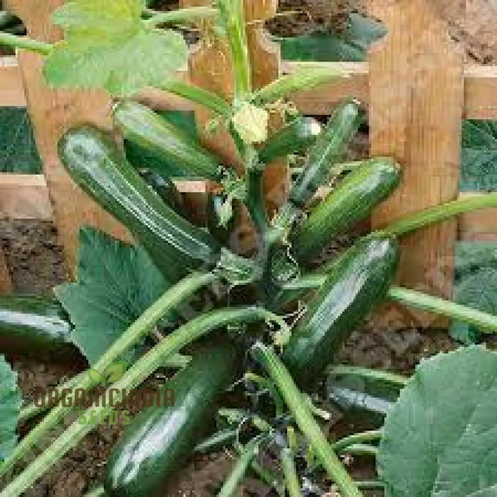 Courgette Black Forest F1 Seeds For Gardening - Premium Quality Thriving Gardens