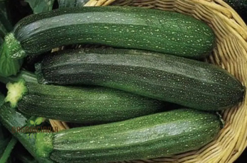 Courgette Black Forest F1 Seeds For Gardening - Premium Quality Thriving Gardens