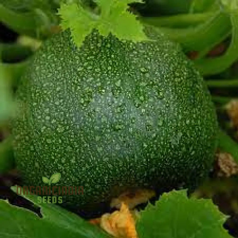 Courgette Eight Ball F1 Seeds - Premium Gardening For Your Garden Quality And Freshness Guaranteed