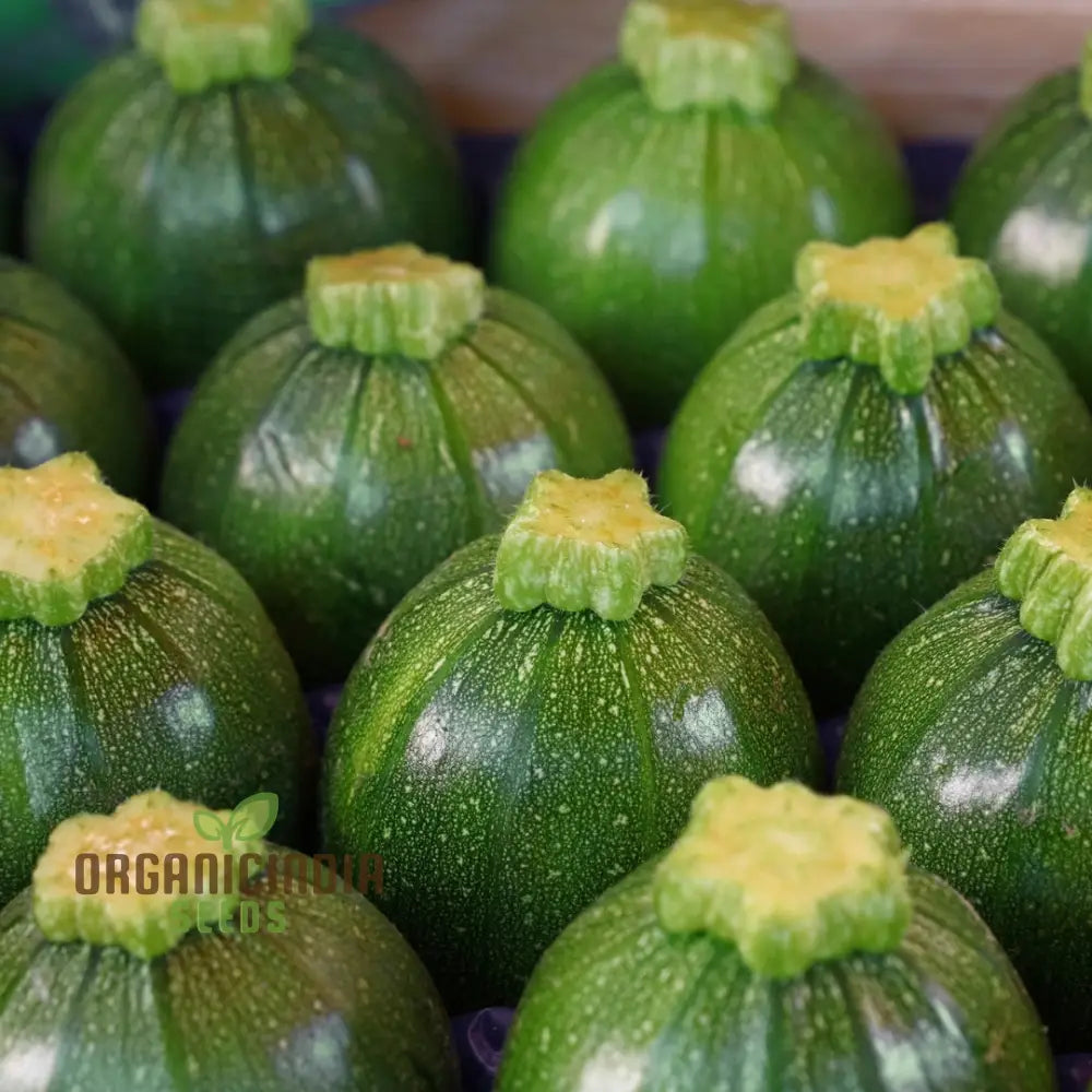 Courgette Eight Ball F1 Seeds - Premium Gardening For Your Garden Quality And Freshness Guaranteed