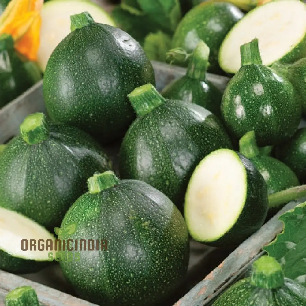 Courgette Eight Ball F1 Seeds - Premium Gardening For Your Garden Quality And Freshness Guaranteed