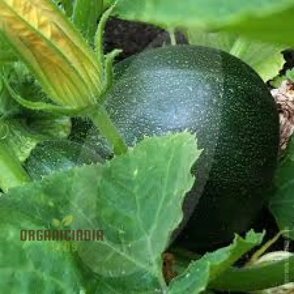 Courgette Eight Ball F1 Seeds - Premium Gardening For Your Garden Quality And Freshness Guaranteed